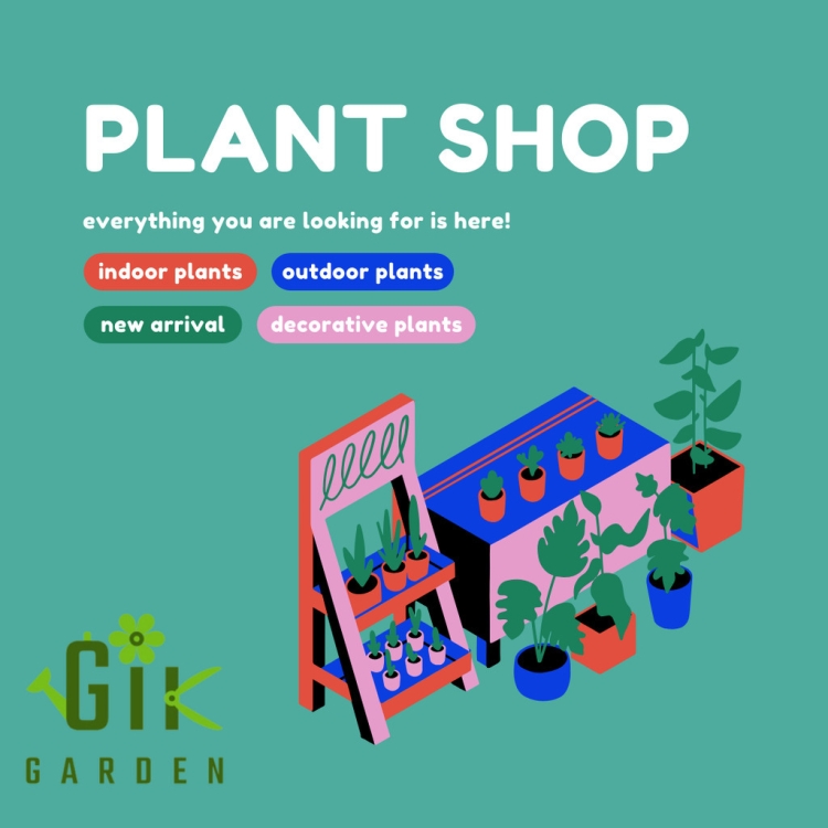 gardengik-offers-a-selection-of-the-best-indoor-plants-in-india