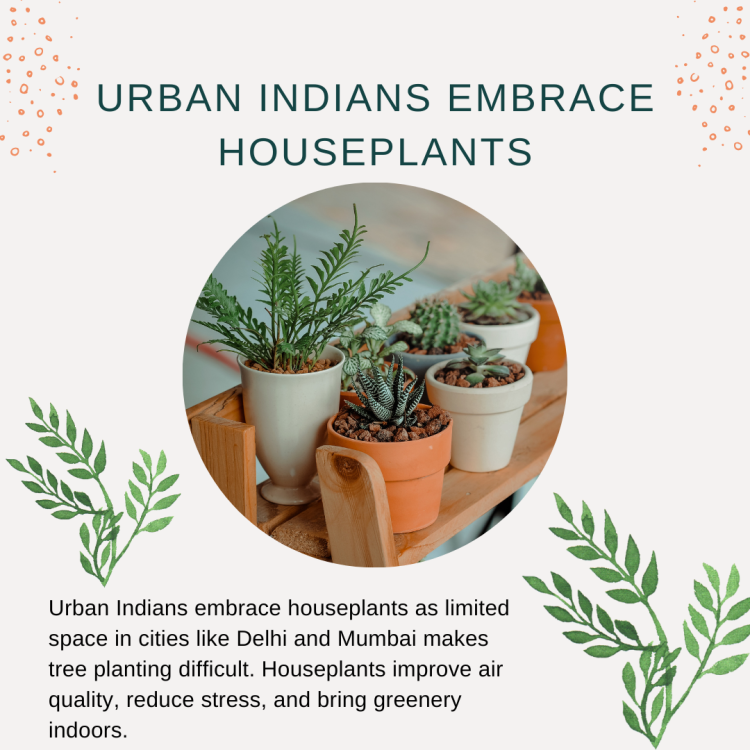 why-urban-indians-in-cities-like-delhi-mumbai-and-bangalore-should-embrace-houseplants