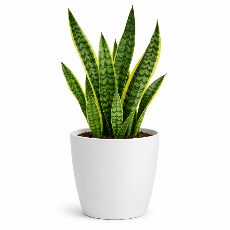 10-tips-to-take-care-of-snake-plant