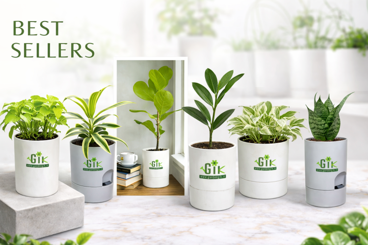 Plants-for-gifting