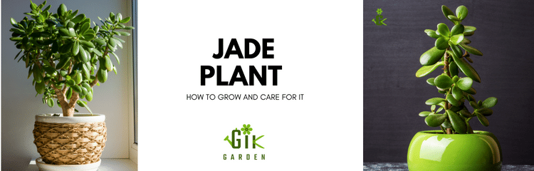 jade-plant-indoors-how-to-grow-and-care-for-it