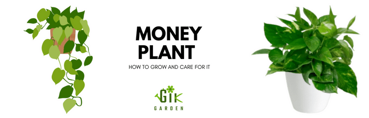 Money Plant Indoors: How to Grow and Care For It
