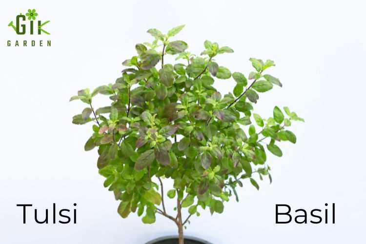 importance-of-tulsi-plant-and-types-of-tulsi-or-basil