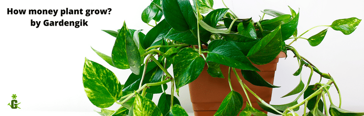 how money plant grow