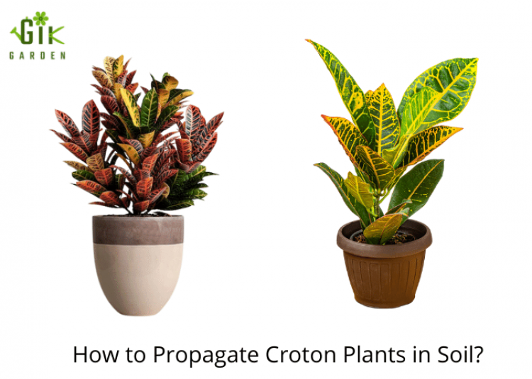 how-do-croton-plants-grow-in-soil