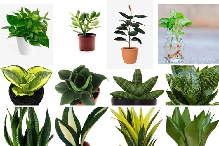 how-the-usage-of-indoor-plants-and-urban-planning-might-affect-health