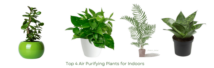 Best Plants for Balcony in India for Every Season | Gardengik