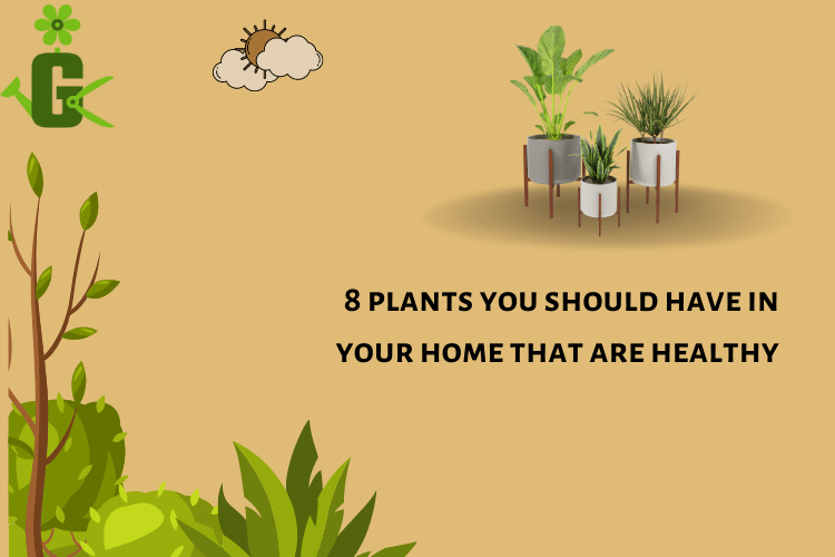 8-plants-you-should-have-in-your-home-that-are-healthy