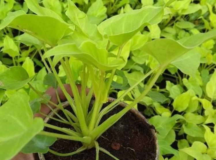 how-to-grow-and-take-care-of-a-golden-money-plant-indoors