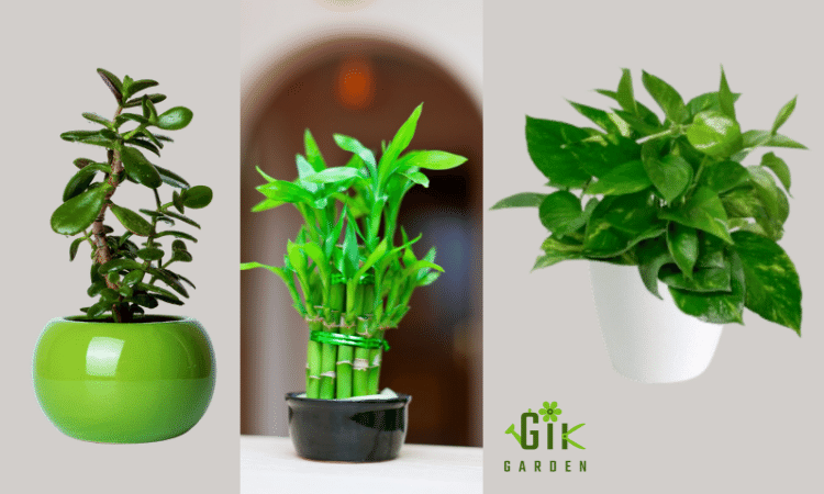 do-you-know-how-this-place-is-decorated-with-natural-plants-or-any-auspicious-symbol-to-attract-good-luck