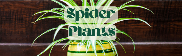 Spider plant benefits