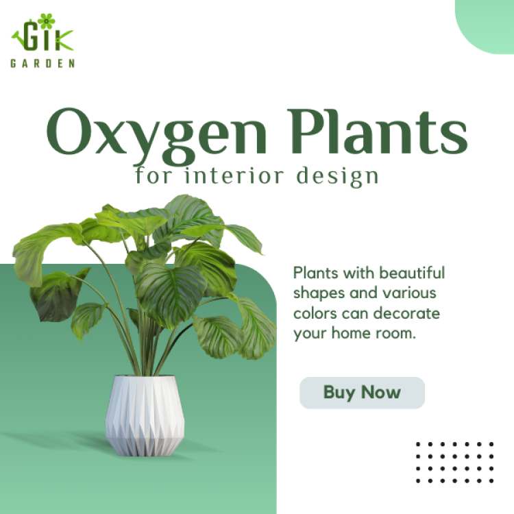 do-you-know-plants-that-give-oxygen-24-hours-a-day