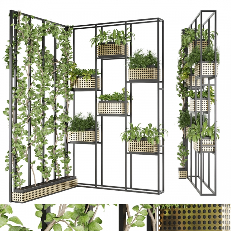 some-popular-hanging-plants-that-can-thrive-in-indian-conditions