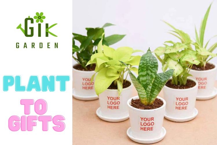 indoor-plants-are-the-best-option-for-corporate-gifts