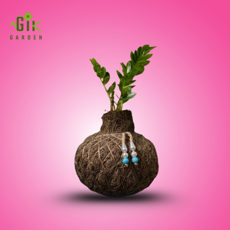 zz-plant-kokedama-handcrafted-moss-ball-low-maintenance-indoor-oxygen-plant
