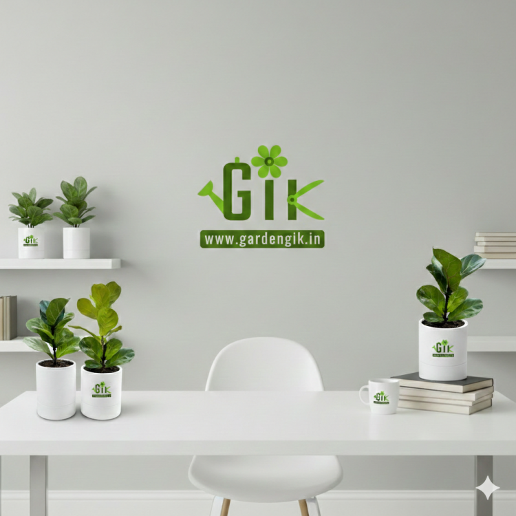 Best Indoor Plants for Home & Office in Vasundhara Enclave Delhi – GardenGik