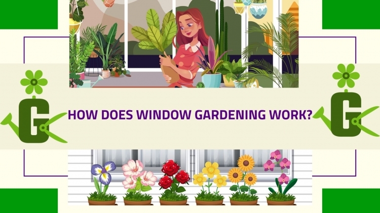 how-does-window-gardening-work