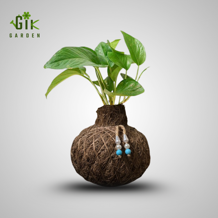 Money Plant Kokedama - Handcrafted Moss Ball