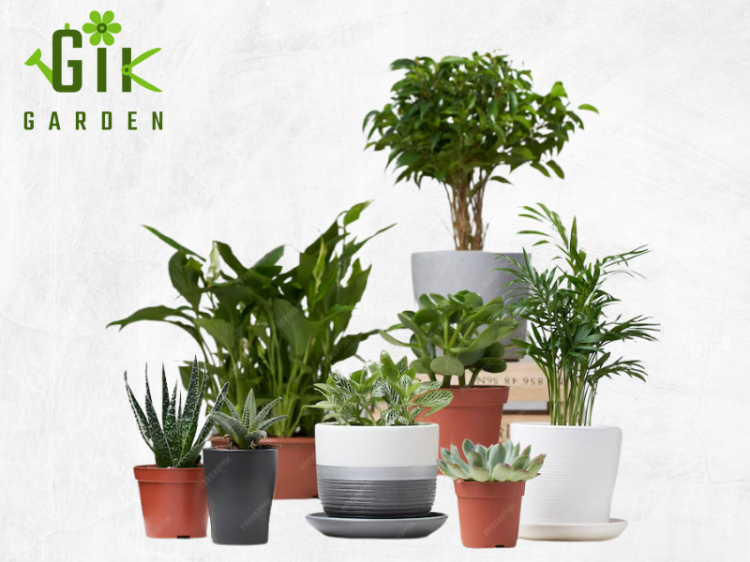 buy-indoor-plants-in-self-watering-pots-bulk-gifting-for-birthdays-corporates-gardengik