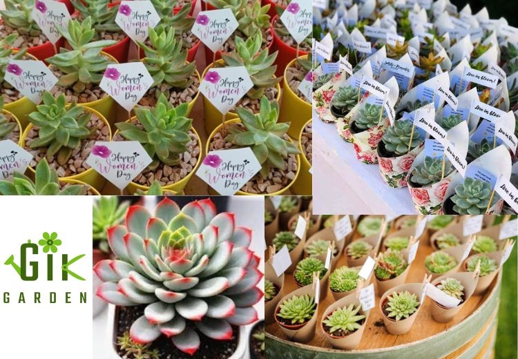 succulents-the-perfect-return-gift-for-weddings-festival