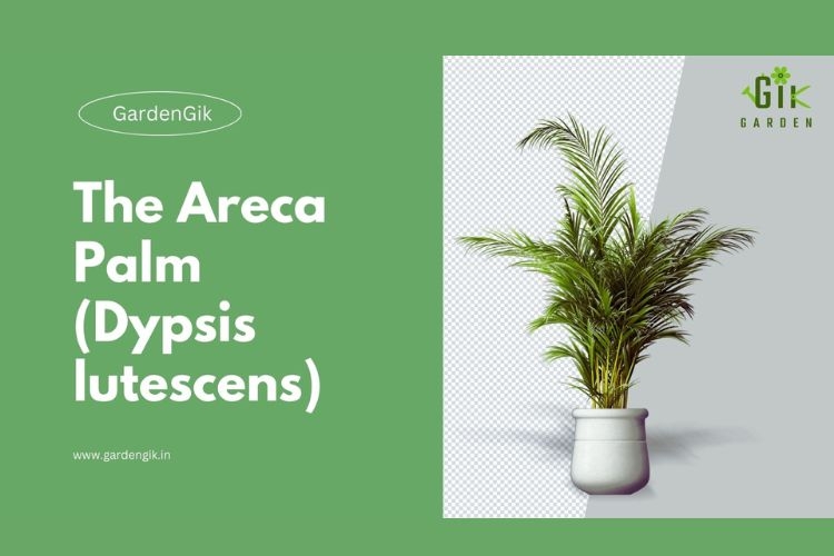 how-to-grow-and-care-for-areca-palm