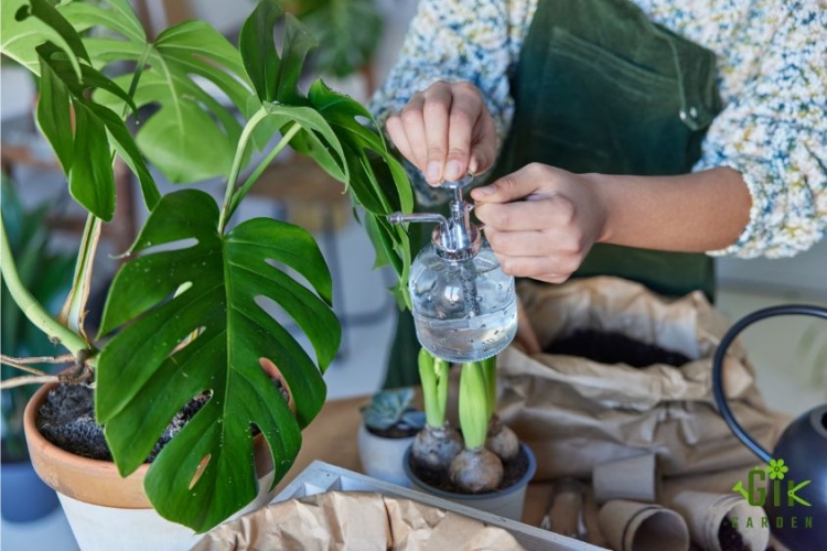 which-plants-give-oxygen-24-hours