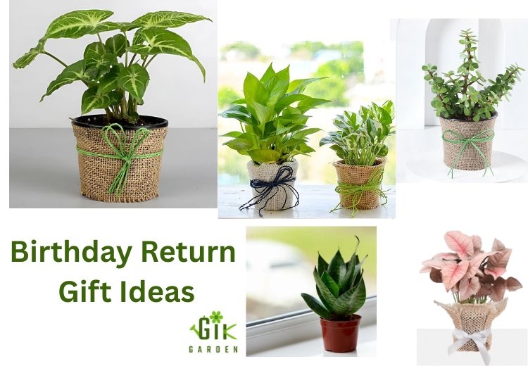 how-do-self-watering-pots-that-water-themselves-work