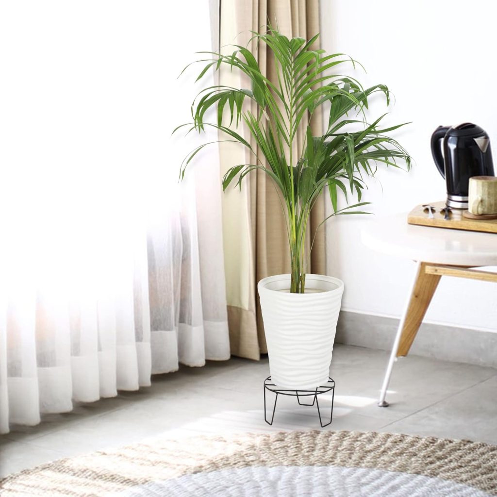 Areca Palm big size