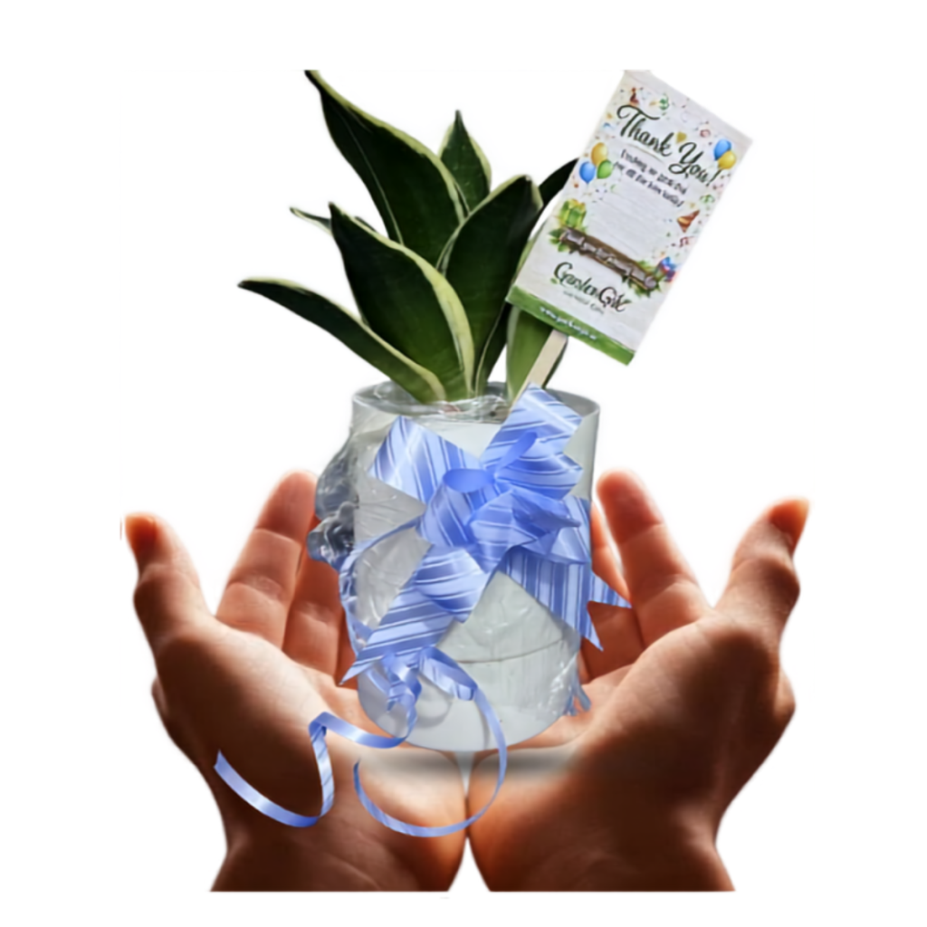 Snake plant for gift