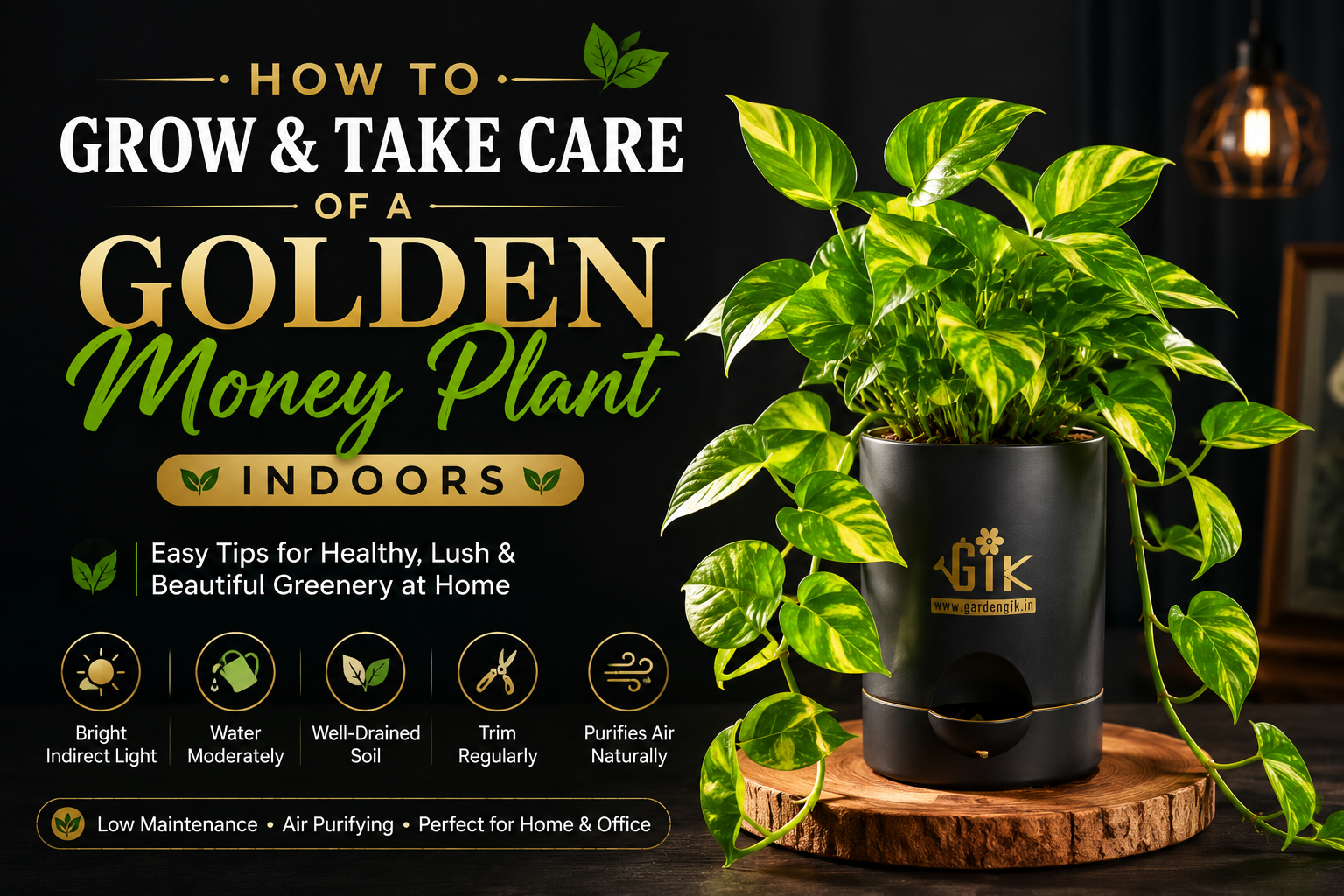 how-to-grow-and-take-care-of-a-golden-money-plant-indoors