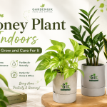 money-plant-gardengik