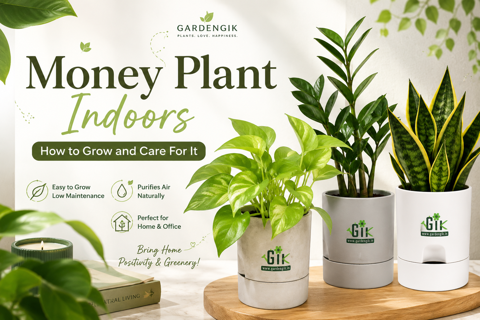 money-plant-gardengik