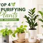 top 4 plants for home