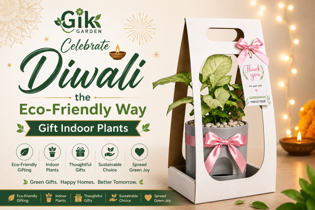 Celebrate Diwali the Eco-Friendly Way - Gift Indoor Plants