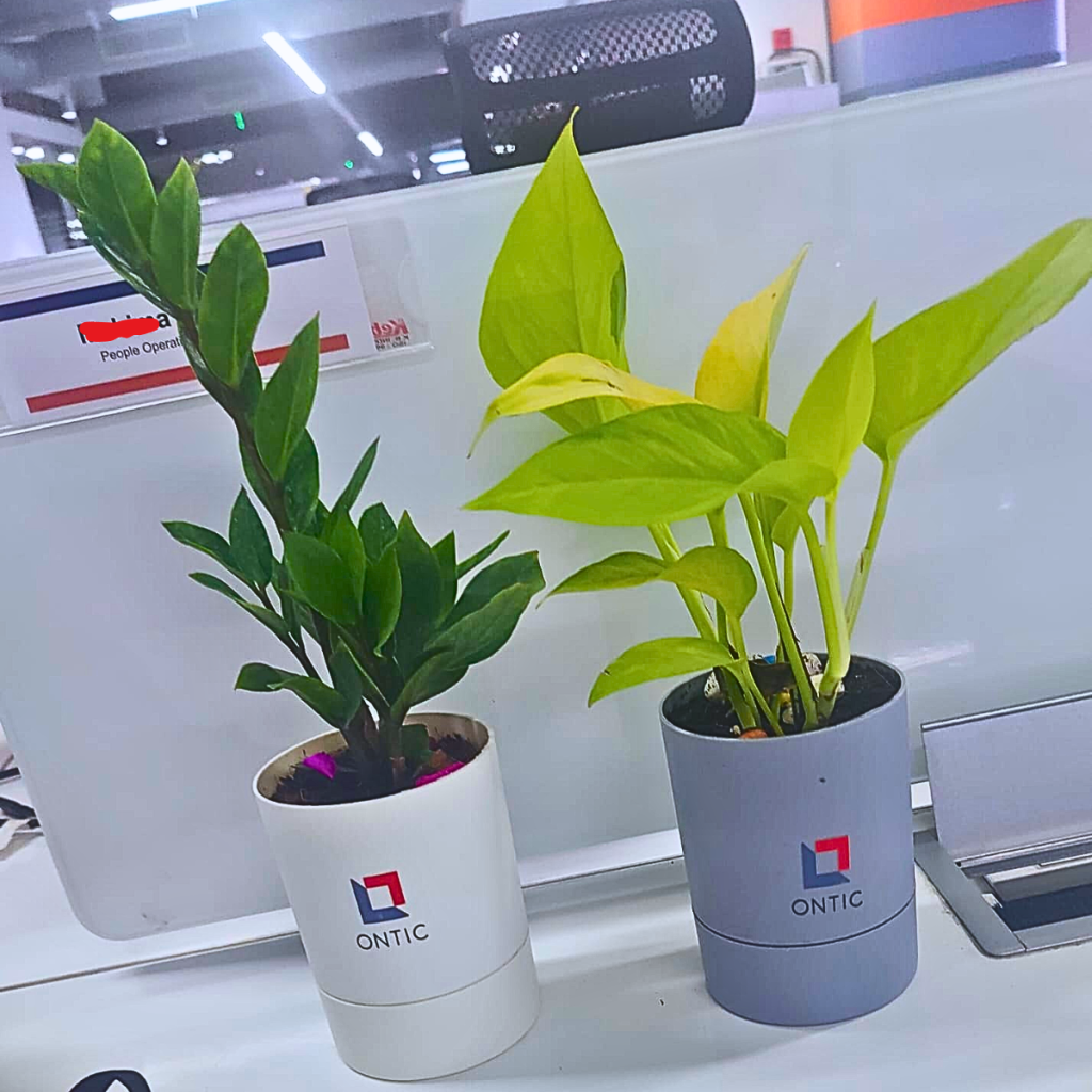 money plant and ZZ plant