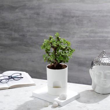 jade plant