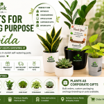 Best Plants for Gifting Purpose in Noida