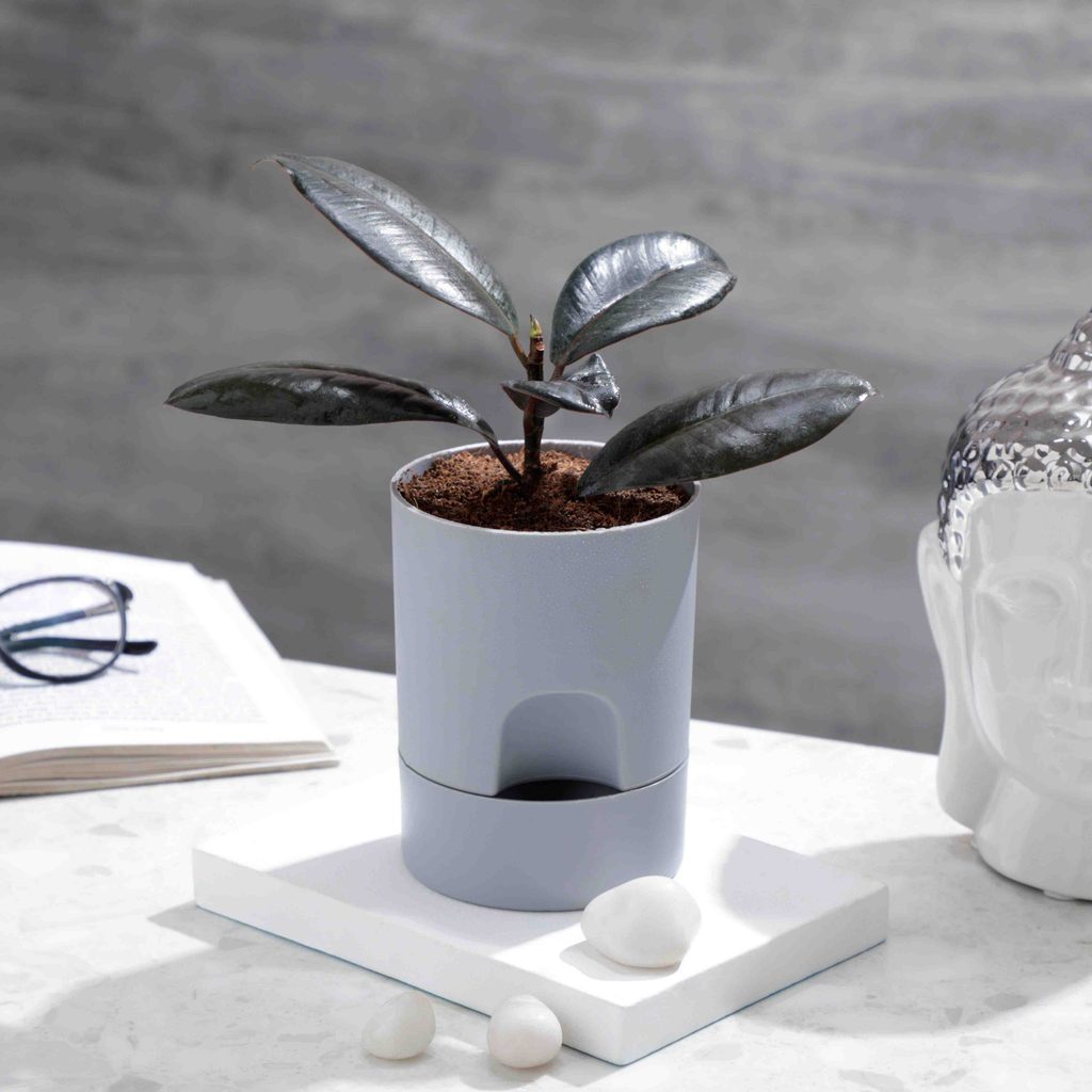 Rubber Plant