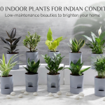 Top 10 indoor plants for Indian conditions