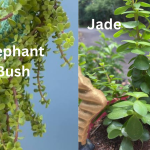 elepahant-bush-jade