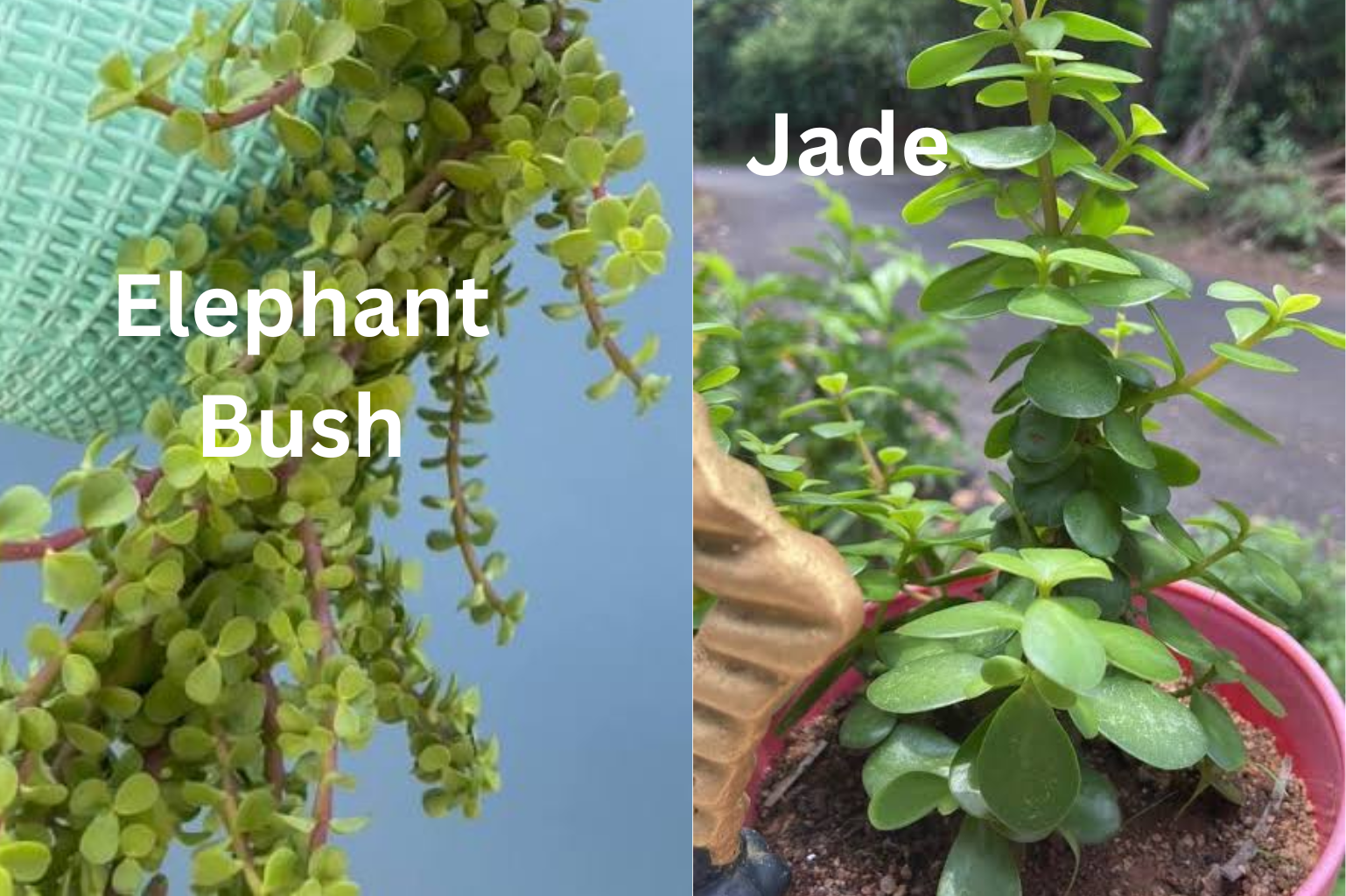 elepahant-bush-jade