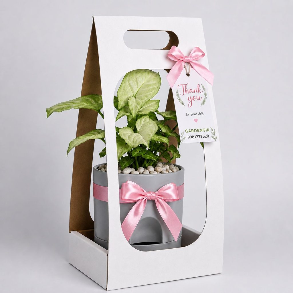 Syngonium plant as gifting