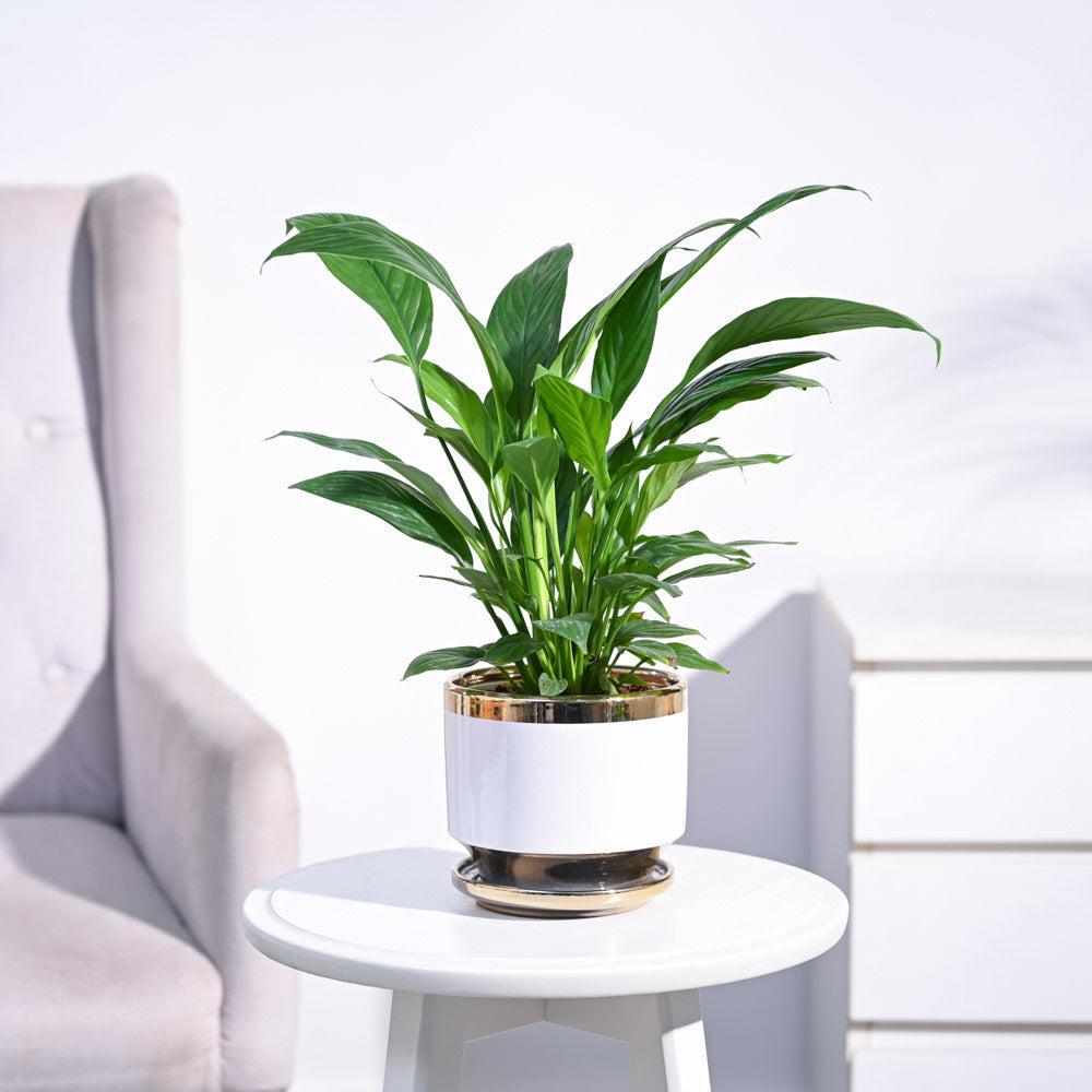 peace lily