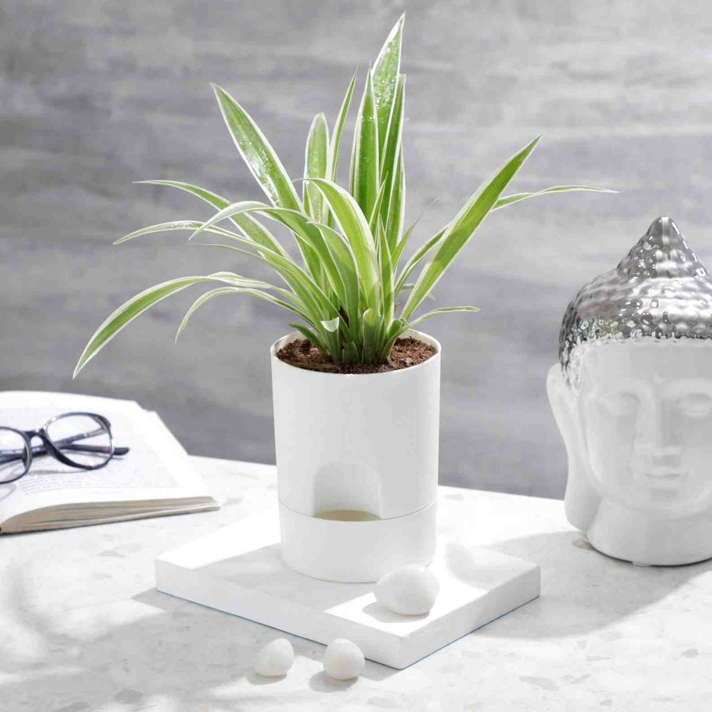 Spider plant